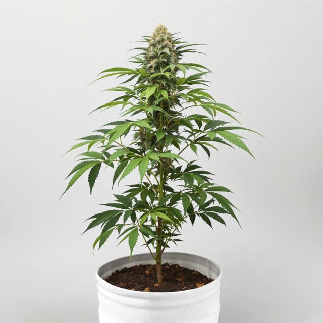 3X Crazy cannabis seeds packaging — Royal King Seeds UK