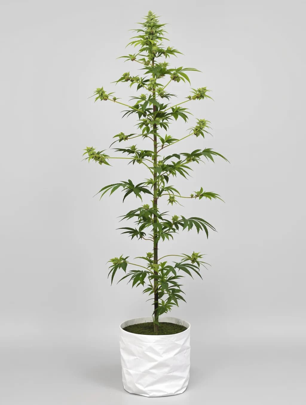 707 Headband cannabis seeds packaging โ Royal King Seeds the UK