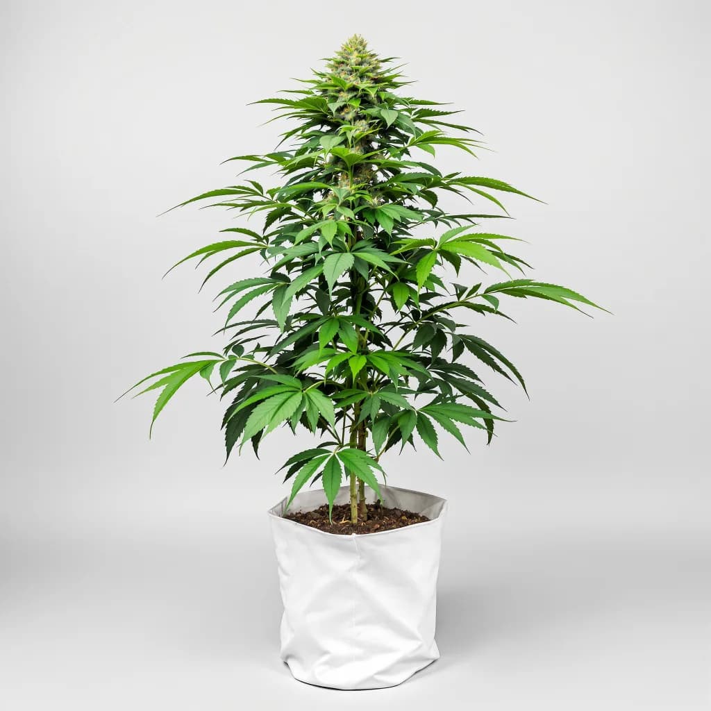 Afghan Kush feminised cannabis plant