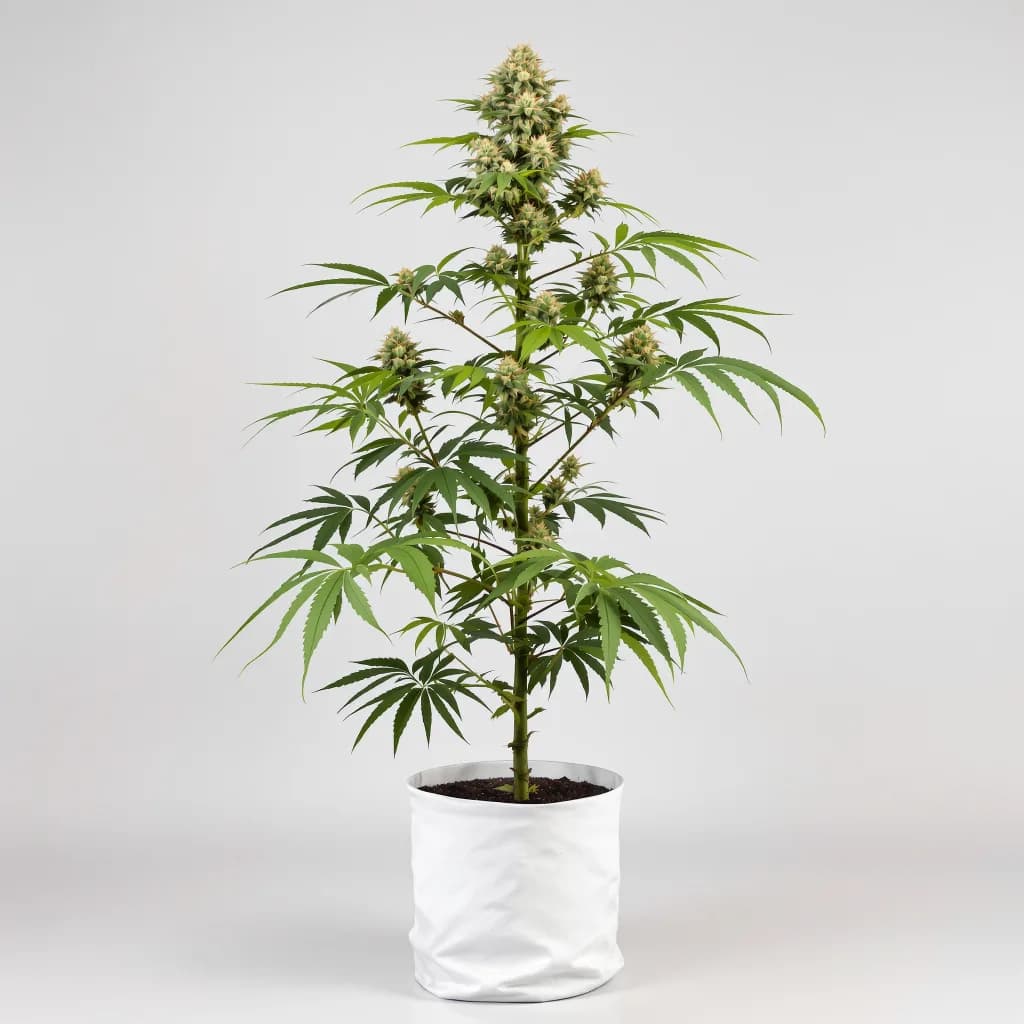 Agent Orange feminised cannabis plant