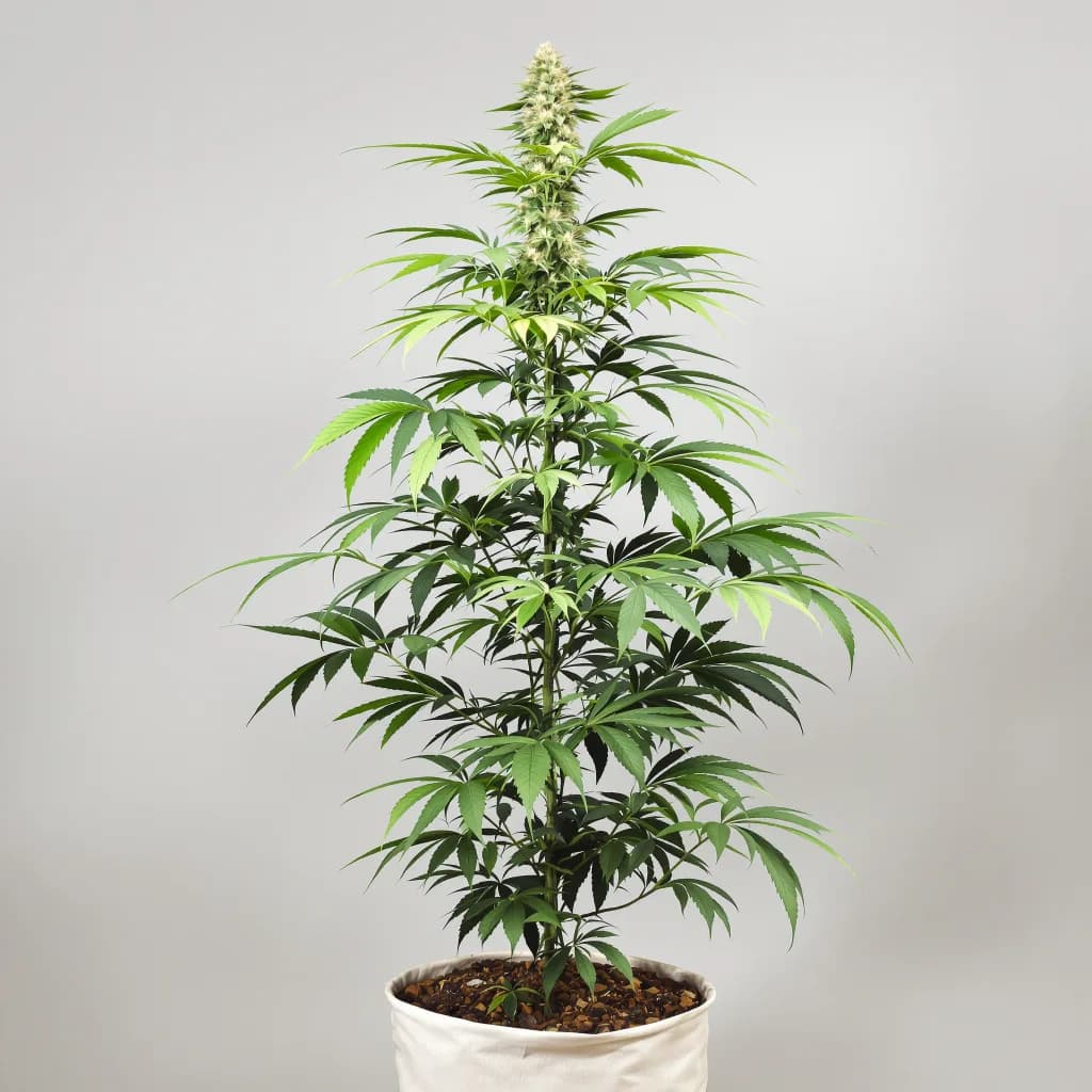 Alaskan Thunder Fuck cannabis seeds packaging — Royal King Seeds the UK