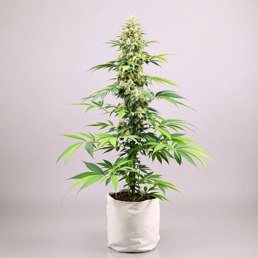 Alien Rock Candy cannabis seeds packaging — Royal King Seeds the UK