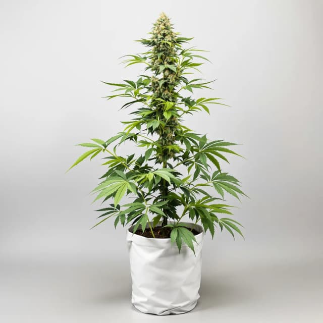 American Strains Pack cannabis seeds packaging — Royal King Seeds UK