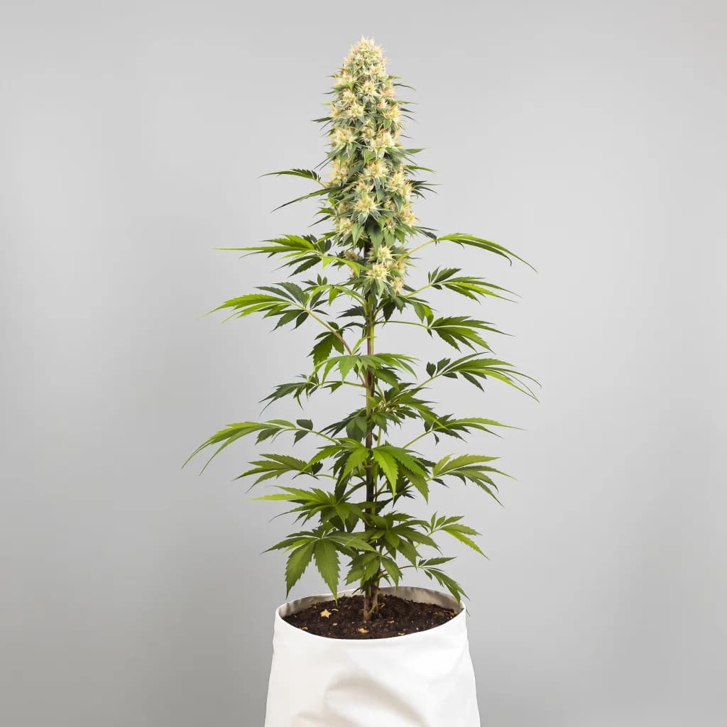 Amethyst feminised cannabis plant