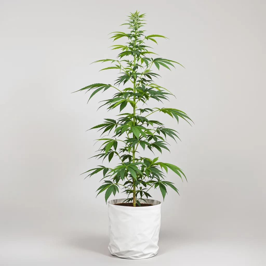 Amherst Diesel cannabis seeds packaging — Royal King Seeds the UK