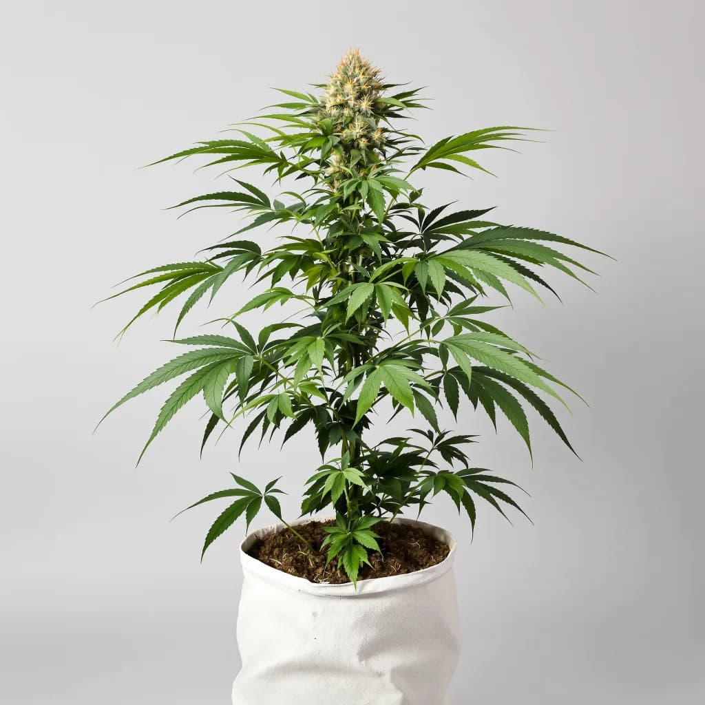 Appleberry cannabis seeds packaging β Royal King Seeds the UK