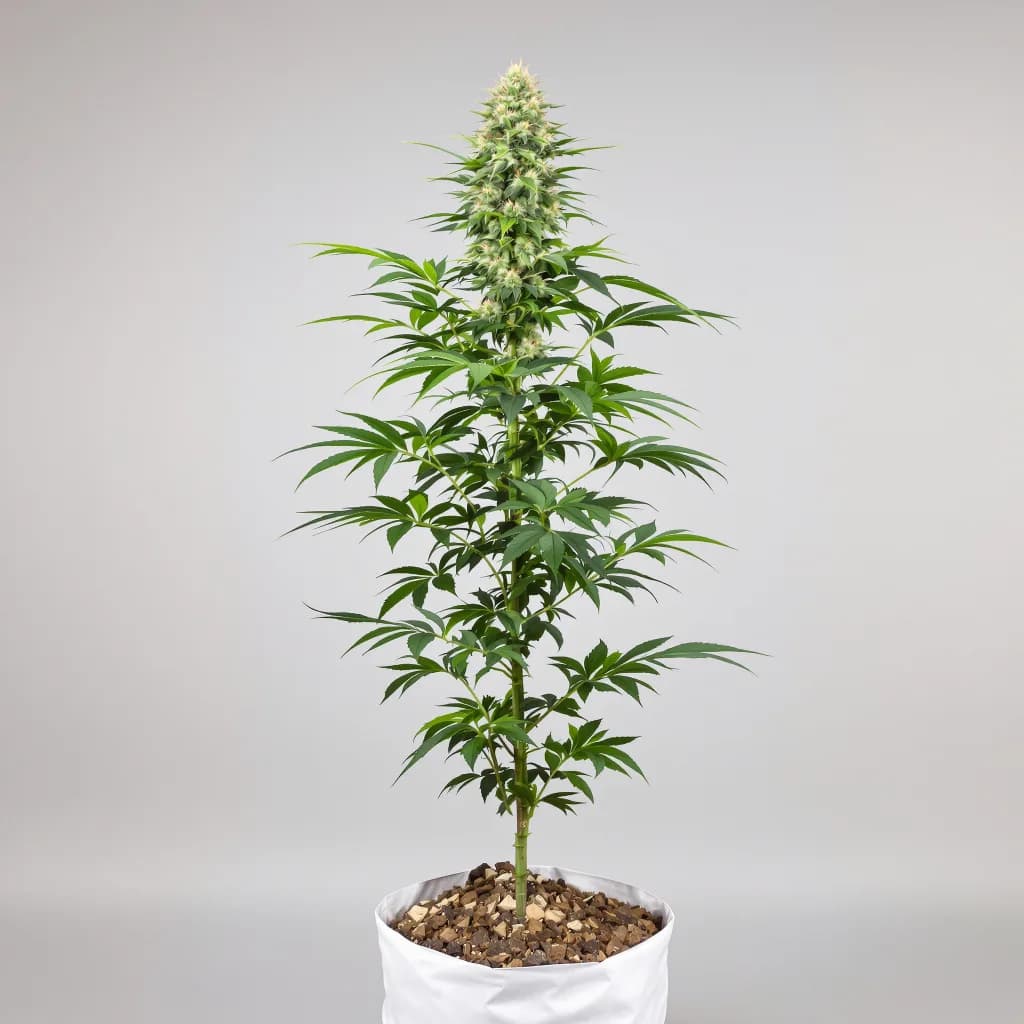 Aurora Borealis cannabis seeds packaging — Royal King Seeds the UK