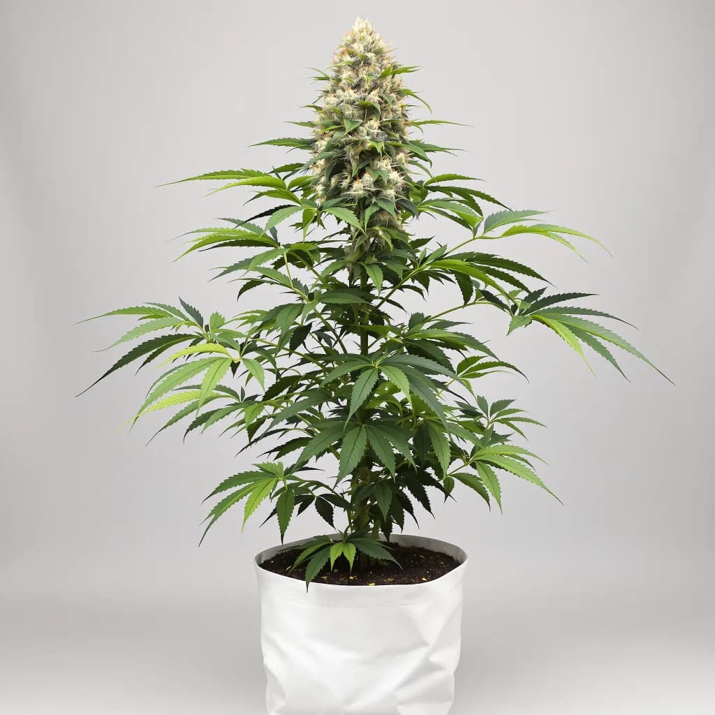 Badazz Cheese cannabis seeds packaging β Royal King Seeds the UK