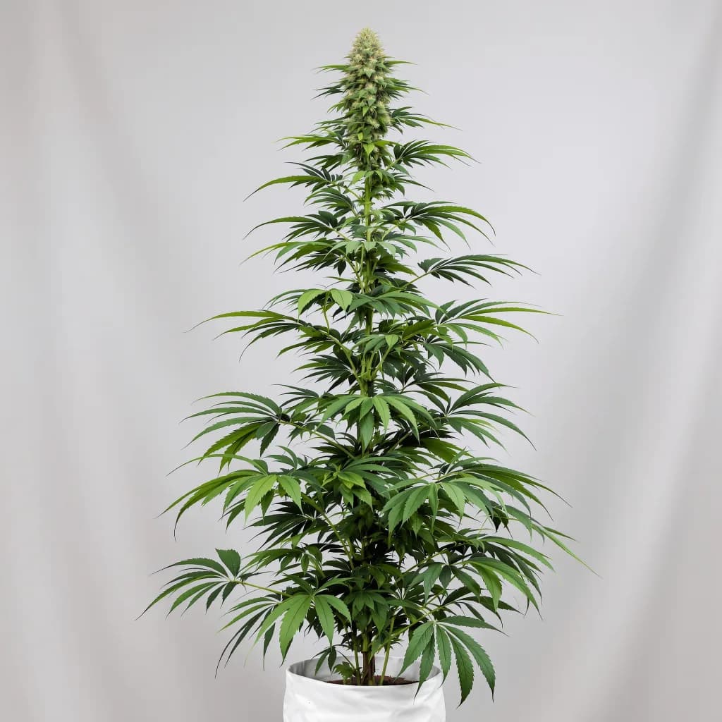 Bear Dance cannabis seeds packaging — Royal King Seeds the UK