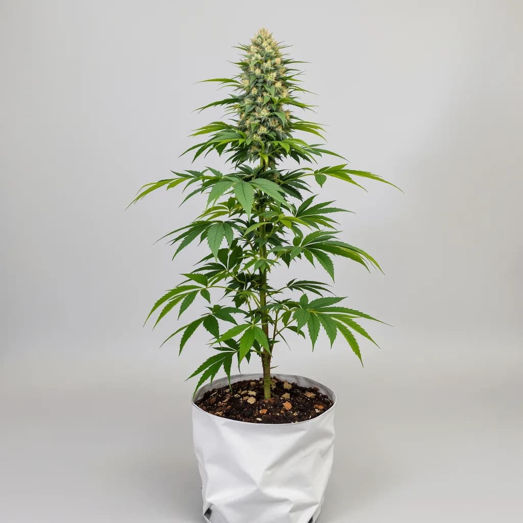 Berry Noir cannabis seeds packaging — Royal King Seeds the UK