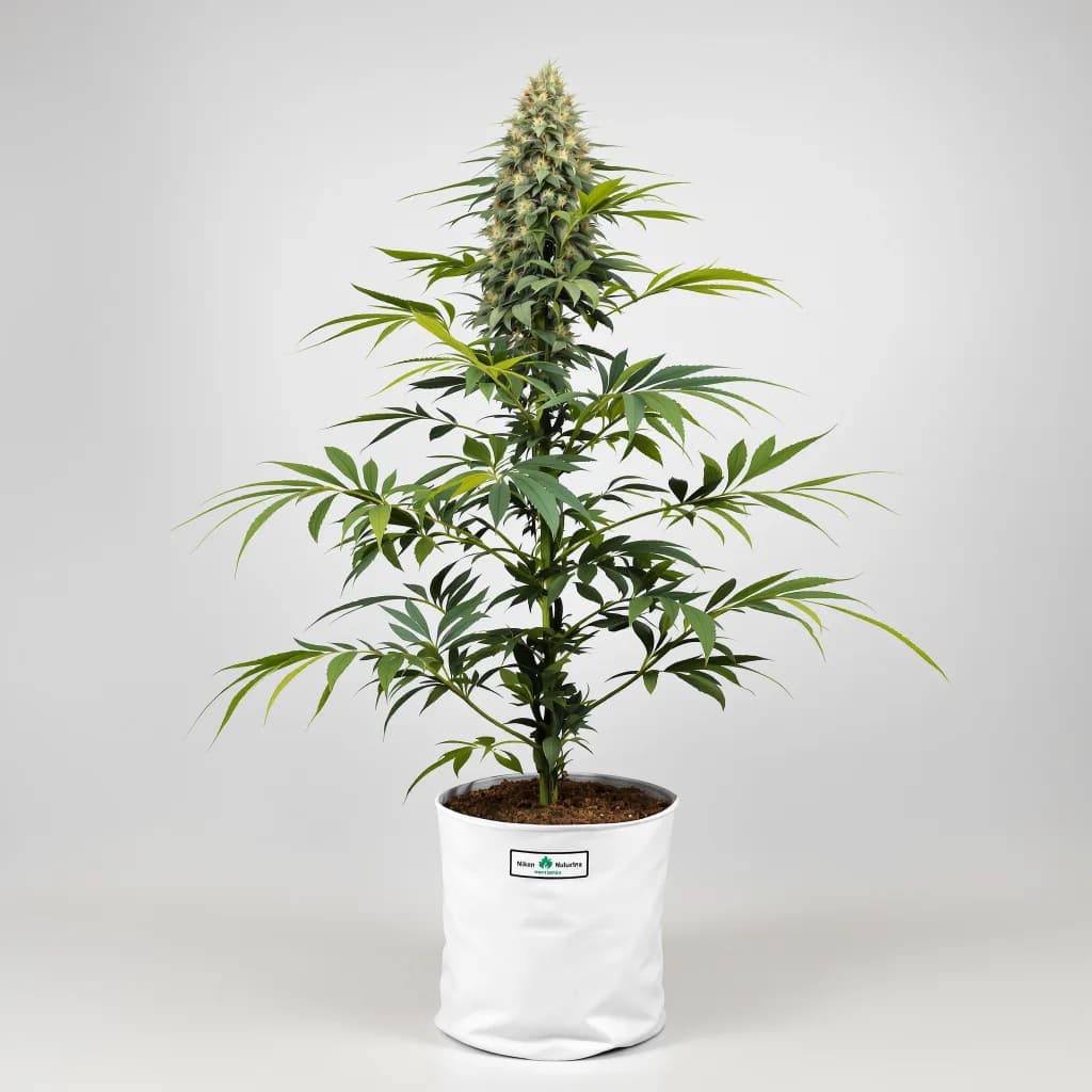 Black Betty cannabis seeds packaging โ Royal King Seeds the UK