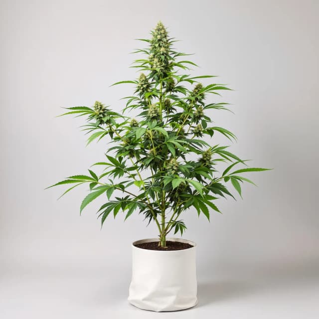 Black Russian cannabis seeds packaging — Royal King Seeds UK
