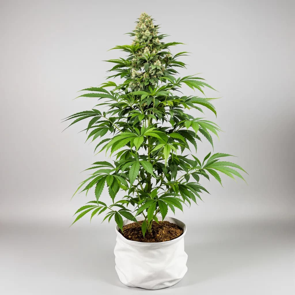 Blackberry Cream cannabis seeds packaging β Royal King Seeds the UK