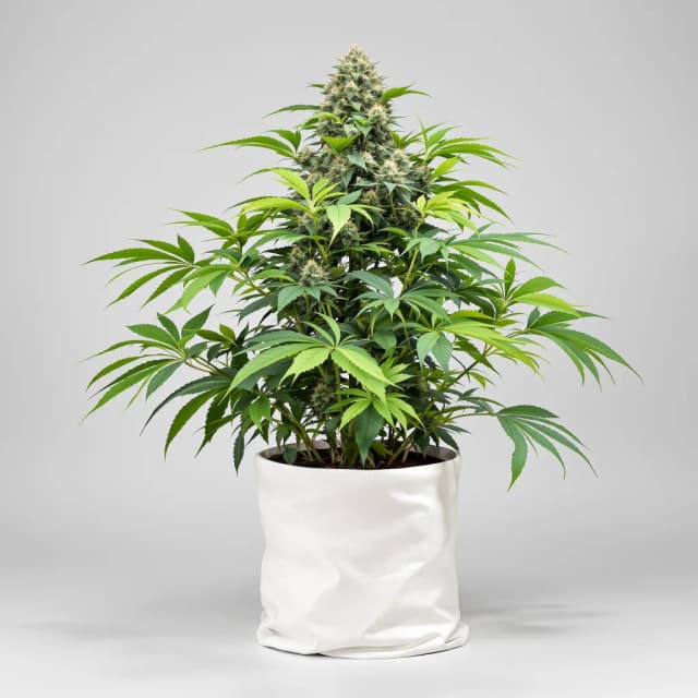Blackberry Kush cannabis seeds packaging — Royal King Seeds UK