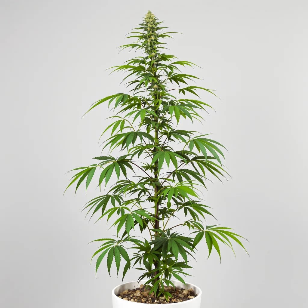 Blue Amnesia cannabis seeds packaging — Royal King Seeds the UK