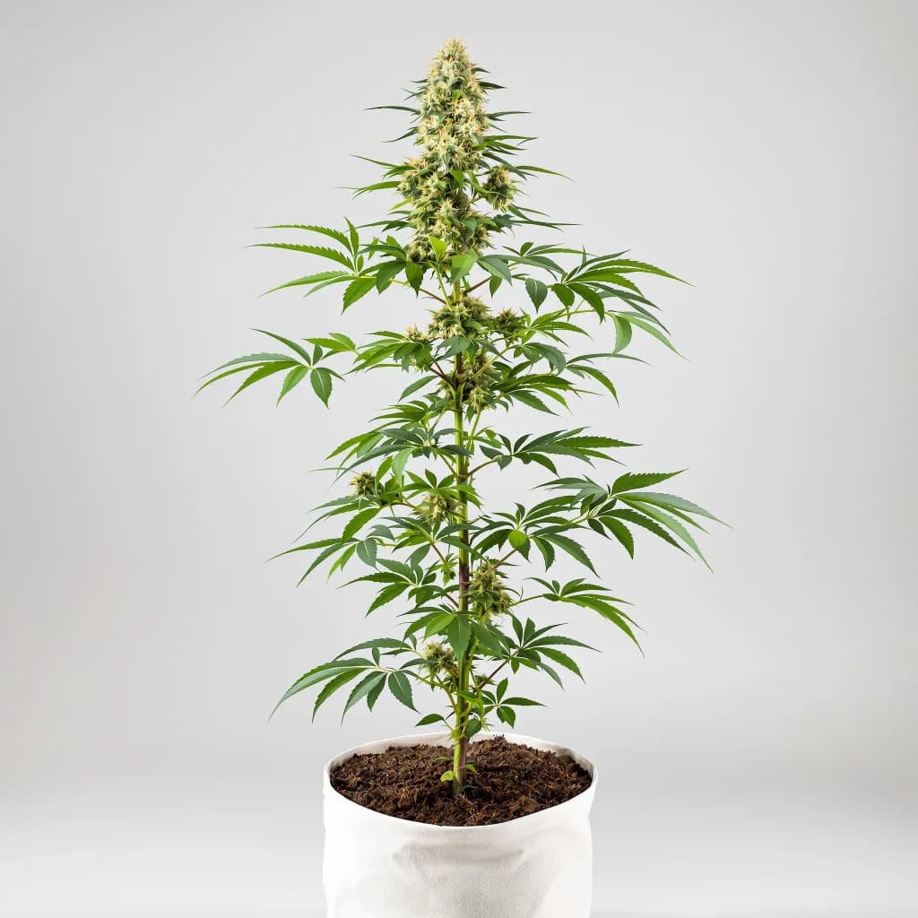 Blue Cheese feminised cannabis plant
