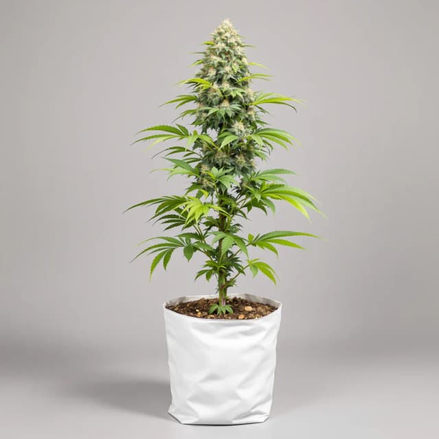 Blue Dragon cannabis seeds packaging — Royal King Seeds UK