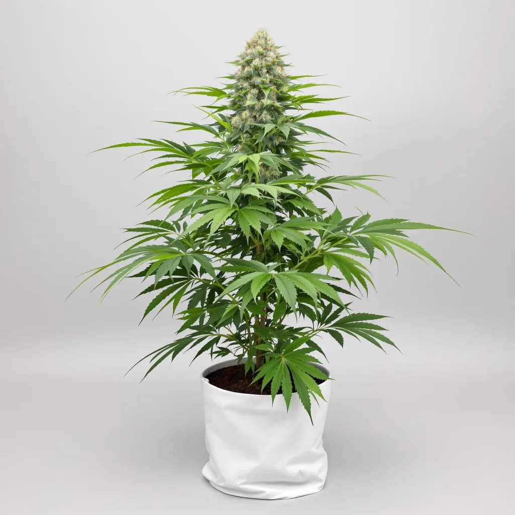 Blueberry Gusto cannabis seeds packaging — Royal King Seeds the UK