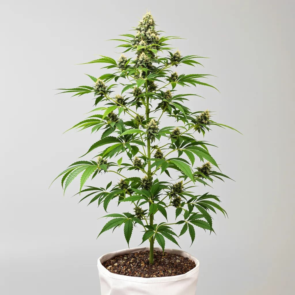 Bluniverse cannabis seeds packaging — Royal King Seeds the UK