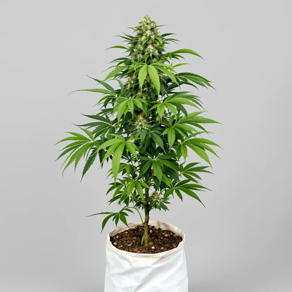 Brand X cannabis seeds packaging — Royal King Seeds the UK