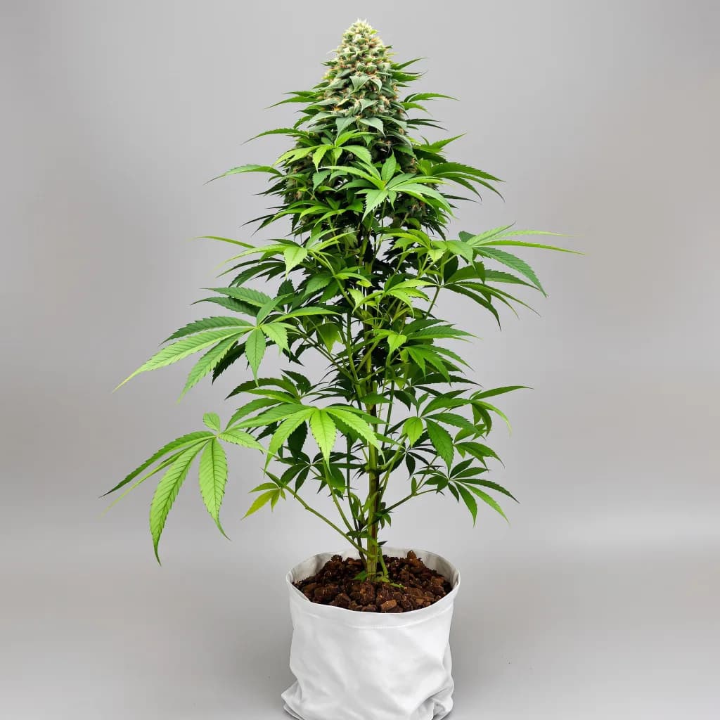 Candy Cane cannabis seeds packaging β Royal King Seeds the UK