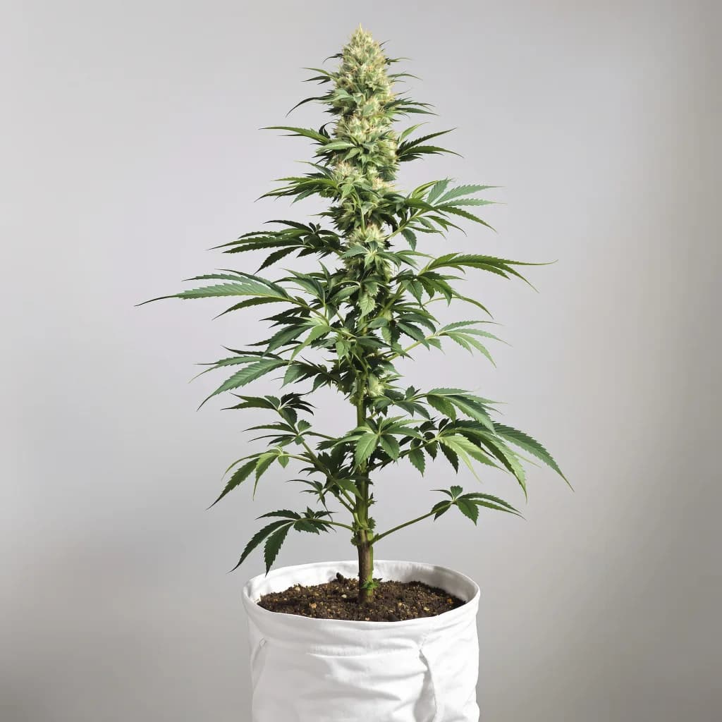 Candy Kush feminised cannabis plant