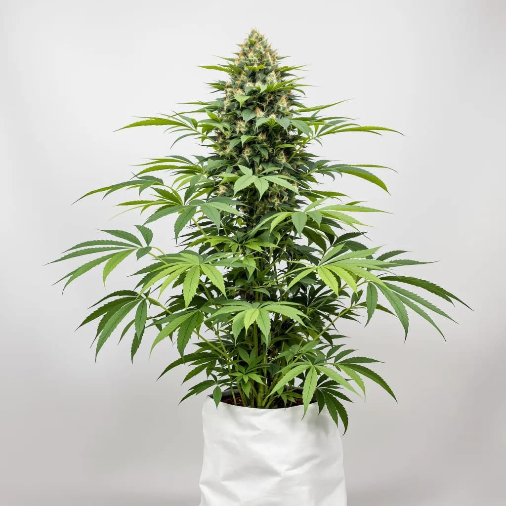 Casper OG cannabis seeds packaging β Royal King Seeds the UK