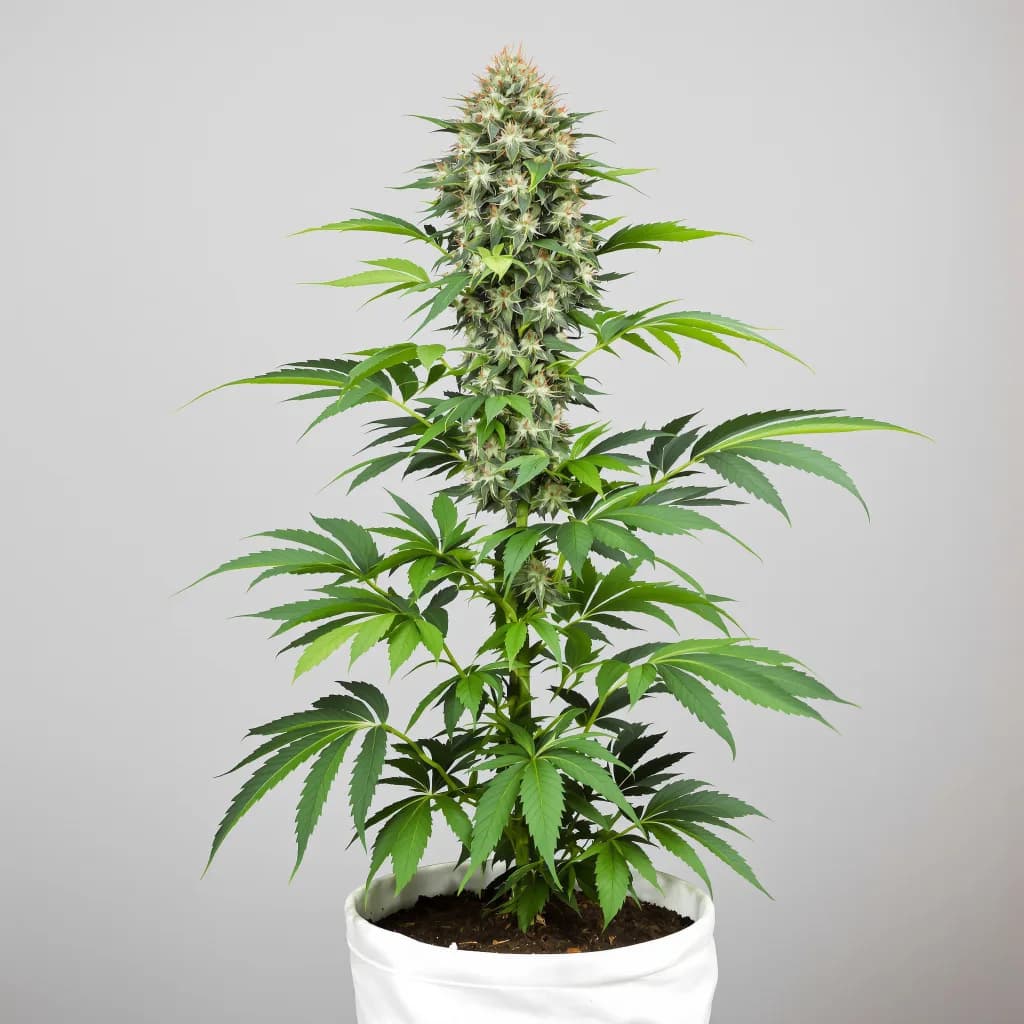 Cataract Kush cannabis seeds packaging β Royal King Seeds the UK
