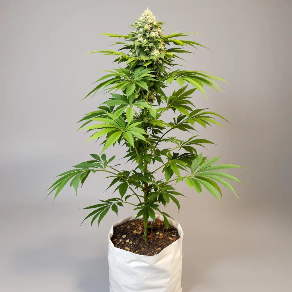 CBD Blue Shark cannabis seeds packaging — Royal King Seeds the UK