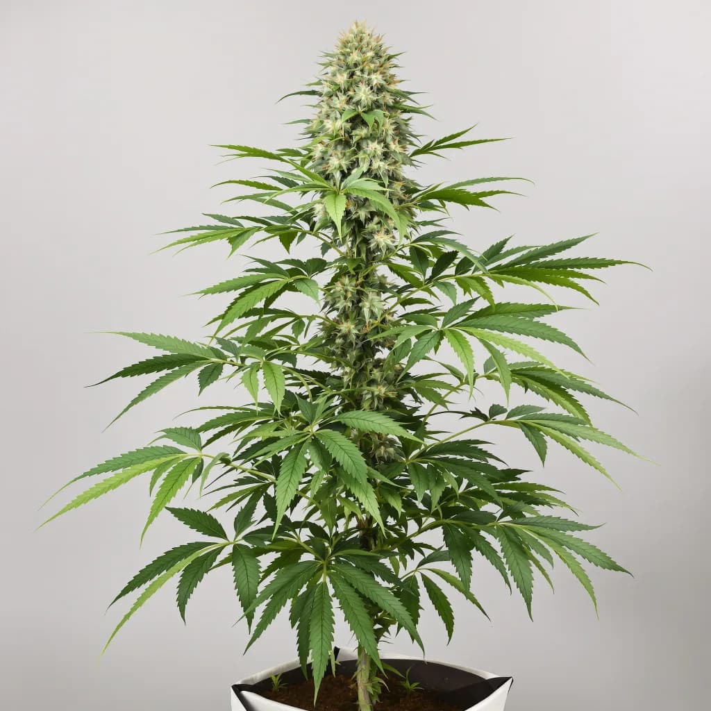 CBD Lemon Potion feminised cannabis plant