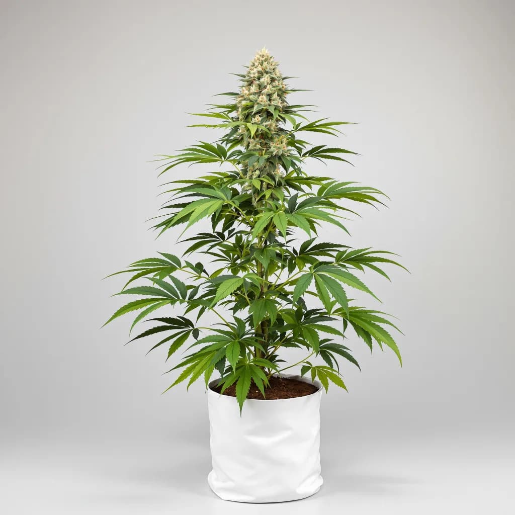 CBD Yummy cannabis seeds packaging — Royal King Seeds the UK