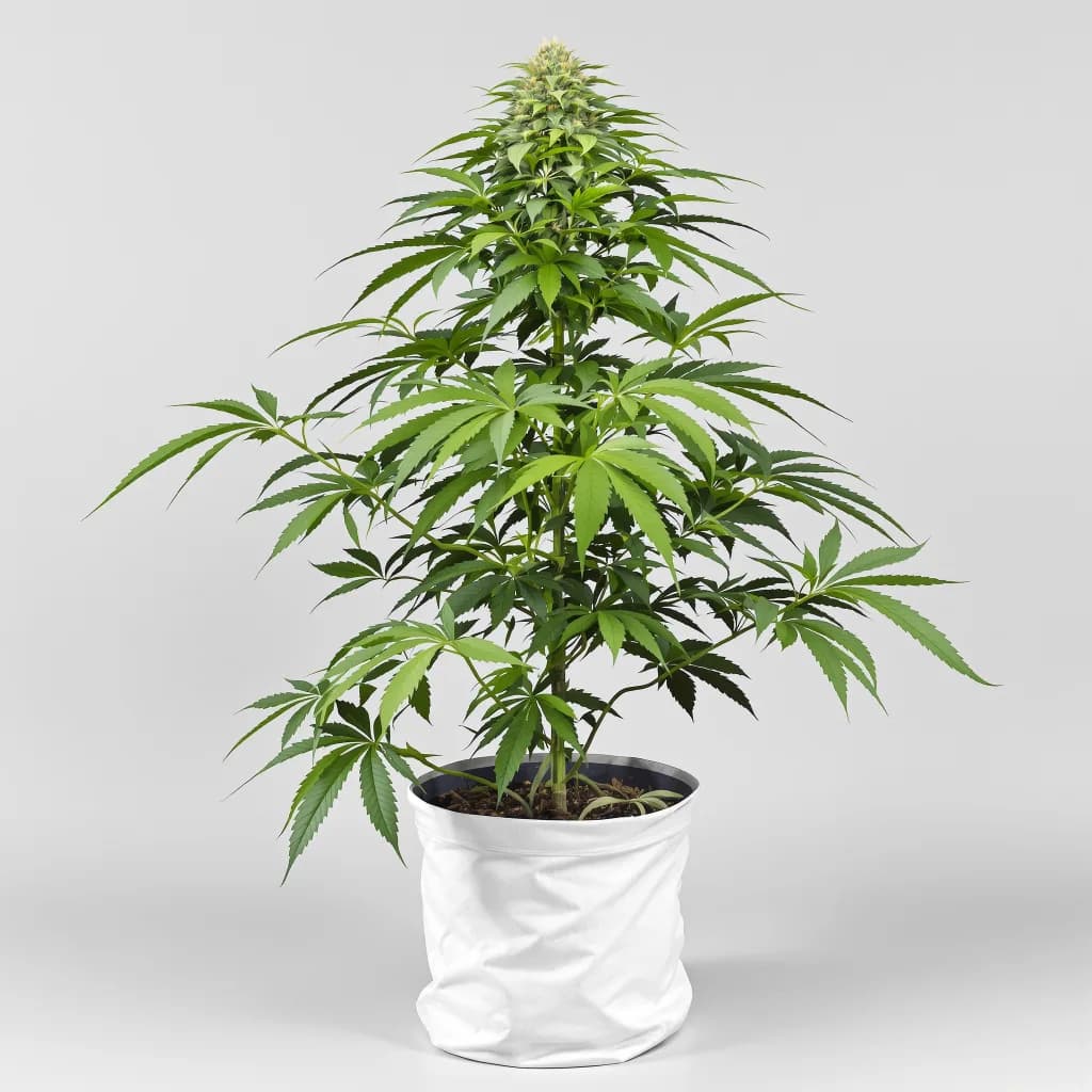Chocolate Chunk cannabis seeds packaging β Royal King Seeds the UK