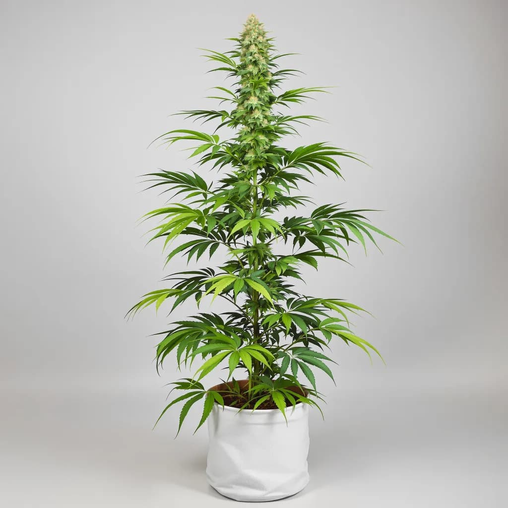 Chocolope cannabis seeds packaging — Royal King Seeds the UK