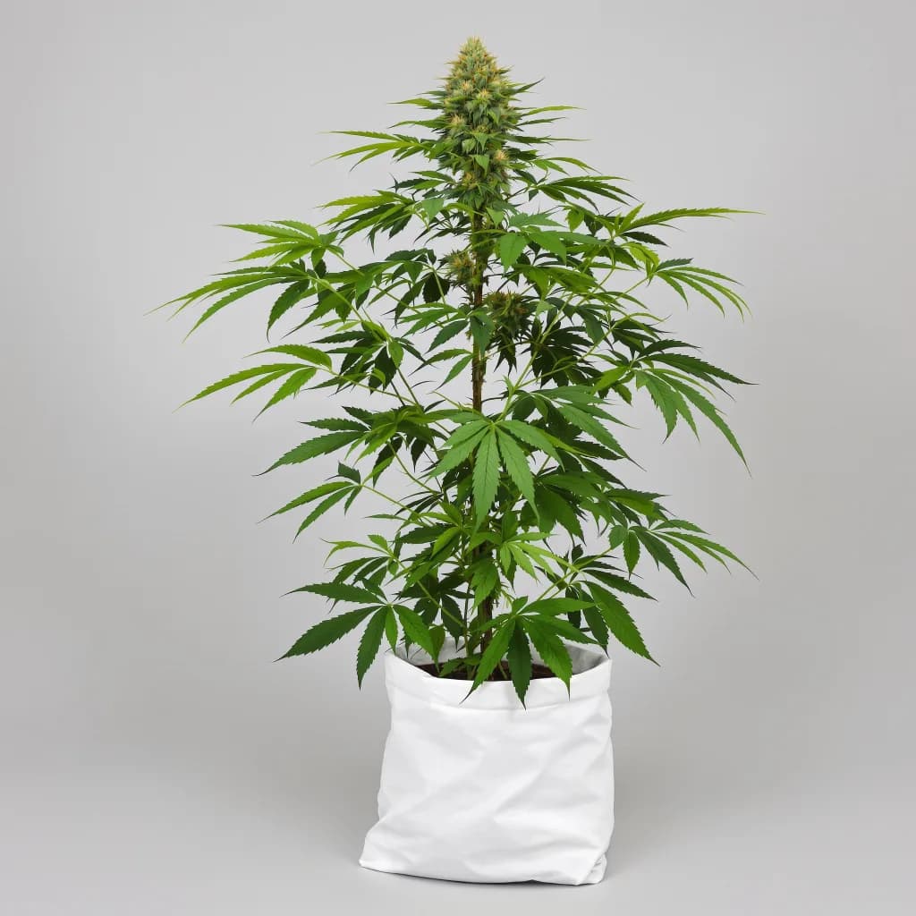 Colombian Gold cannabis seeds packaging — Royal King Seeds the UK