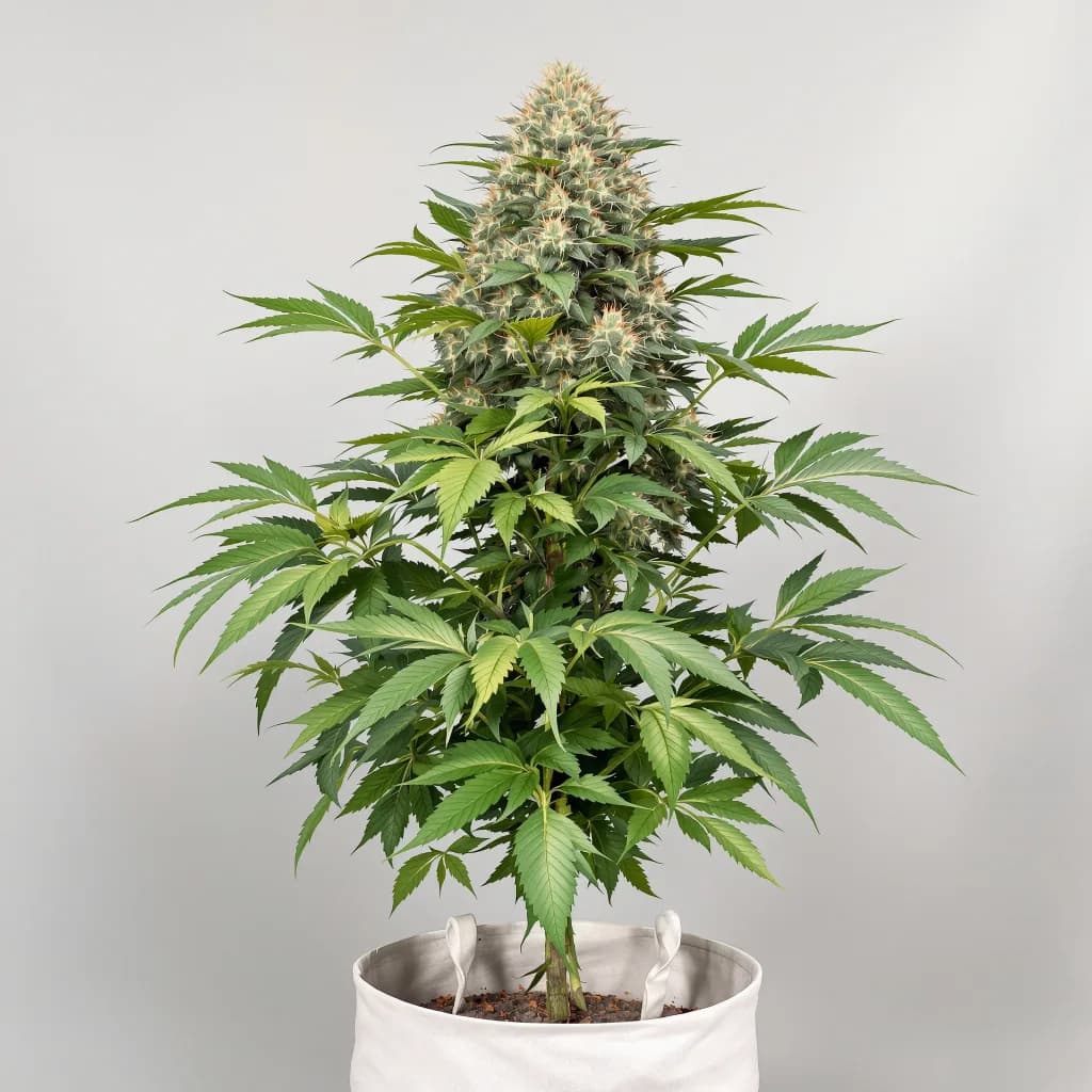Confidential Wreck cannabis seeds packaging β Royal King Seeds the UK