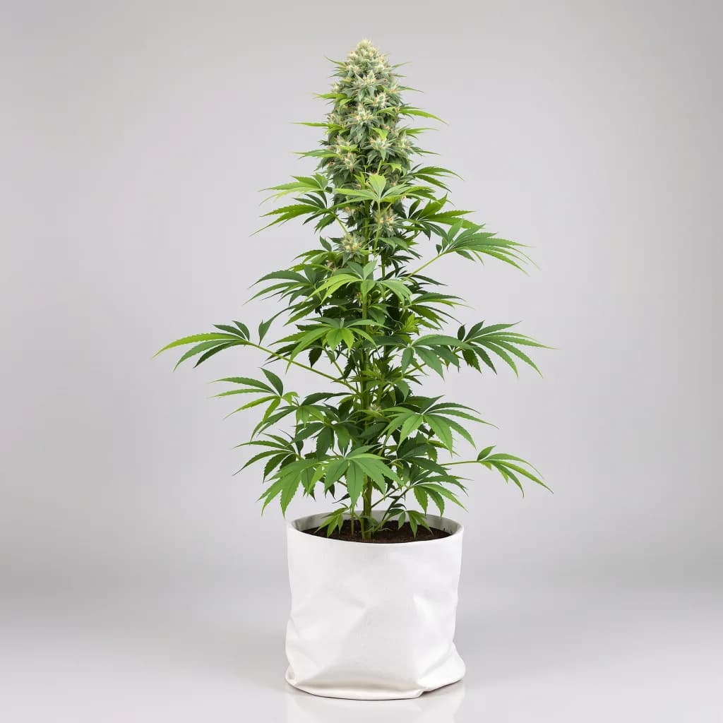Cookies Kush cannabis seeds packaging β Royal King Seeds the UK
