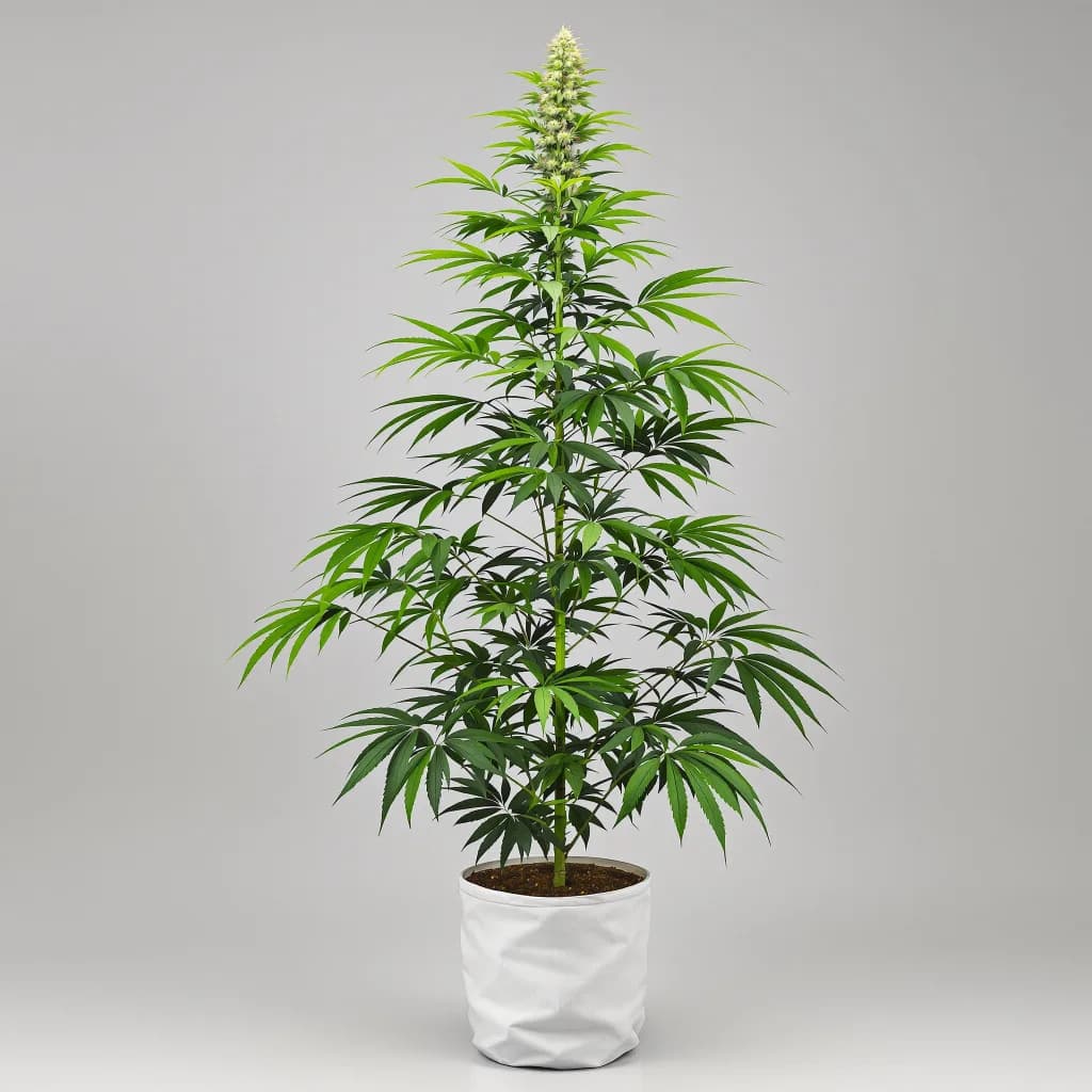 Critical Crack cannabis seeds packaging โ Royal King Seeds the UK