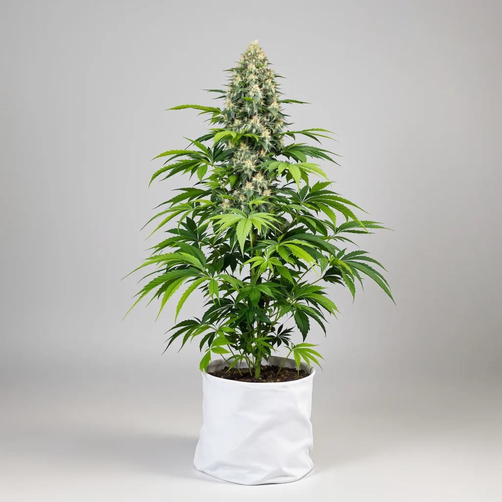 Critical Kush cannabis seeds packaging — Royal King Seeds the UK