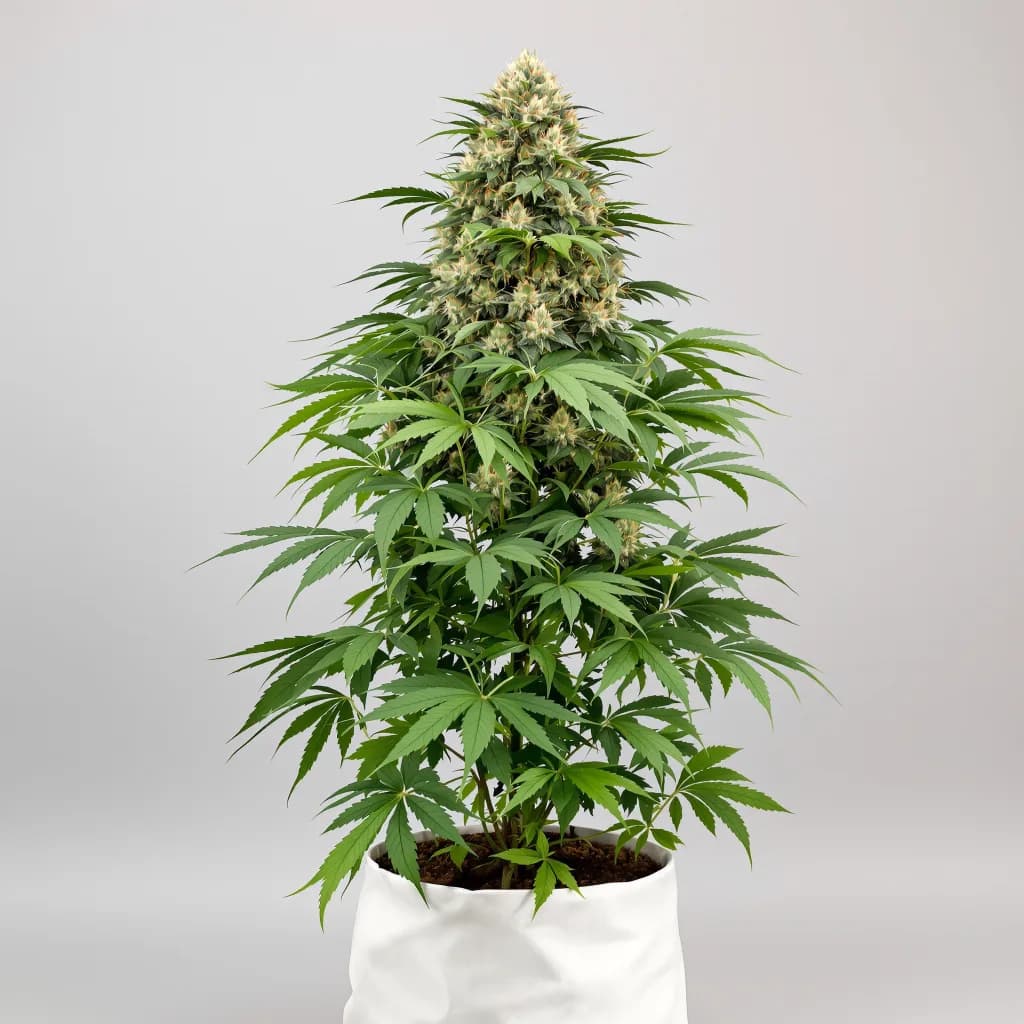 Danky Doodle cannabis seeds packaging — Royal King Seeds the UK