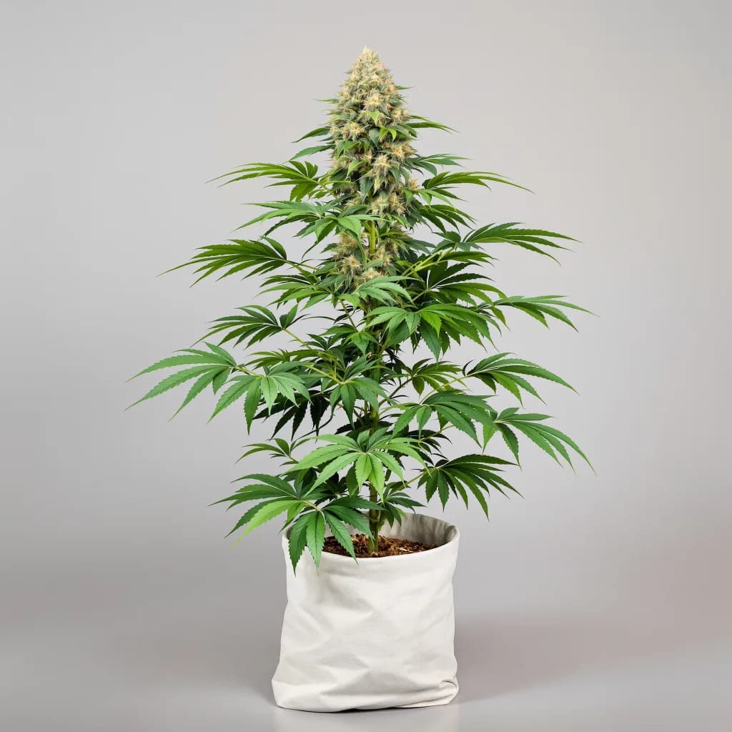 Dawgfather OG cannabis seeds packaging — Royal King Seeds the UK