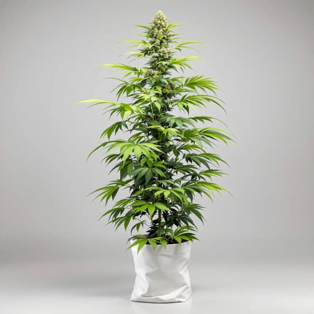 Deadly Sativas Mixpack cannabis seeds packaging — Royal King Seeds UK