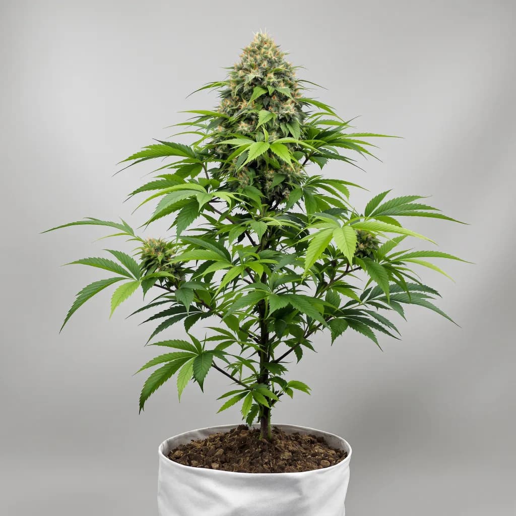 Denver Maple cannabis seeds packaging — Royal King Seeds UK