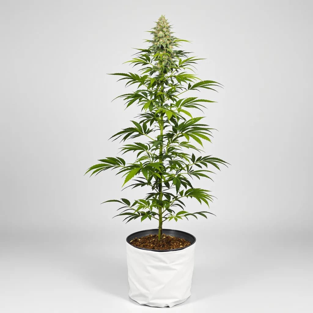 Donna OG feminised cannabis plant