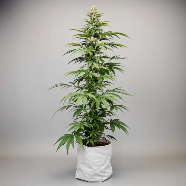 Doobiebird Daydream cannabis seeds packaging — Royal King Seeds UK
