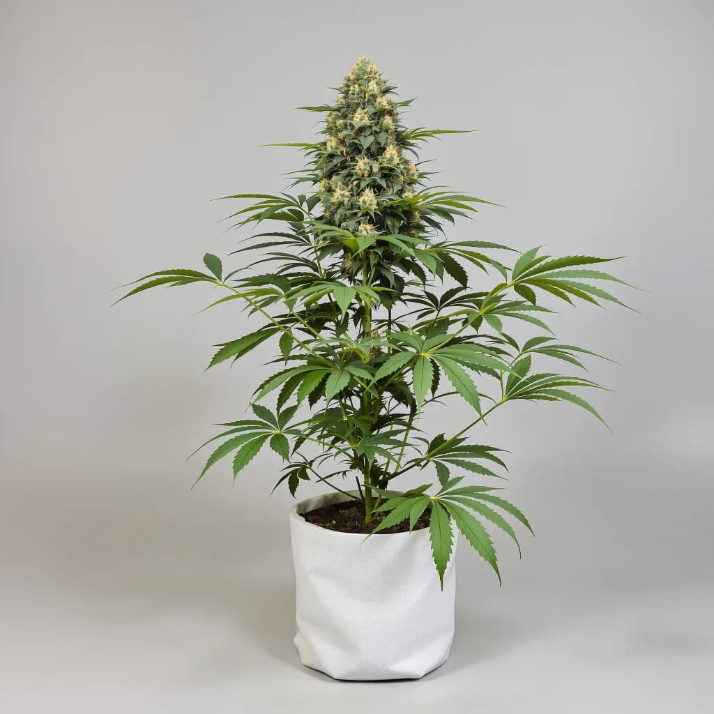 Dorit feminised cannabis plant