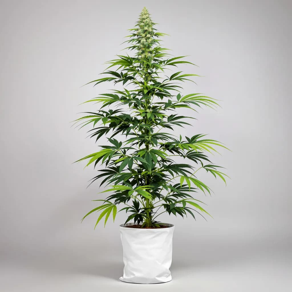 Durban Poison cannabis seeds packaging โ Royal King Seeds the UK