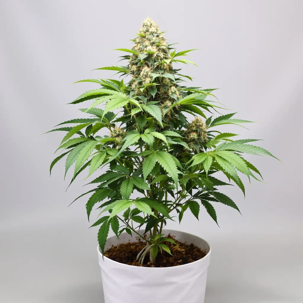 Dutch Kush feminised cannabis plant