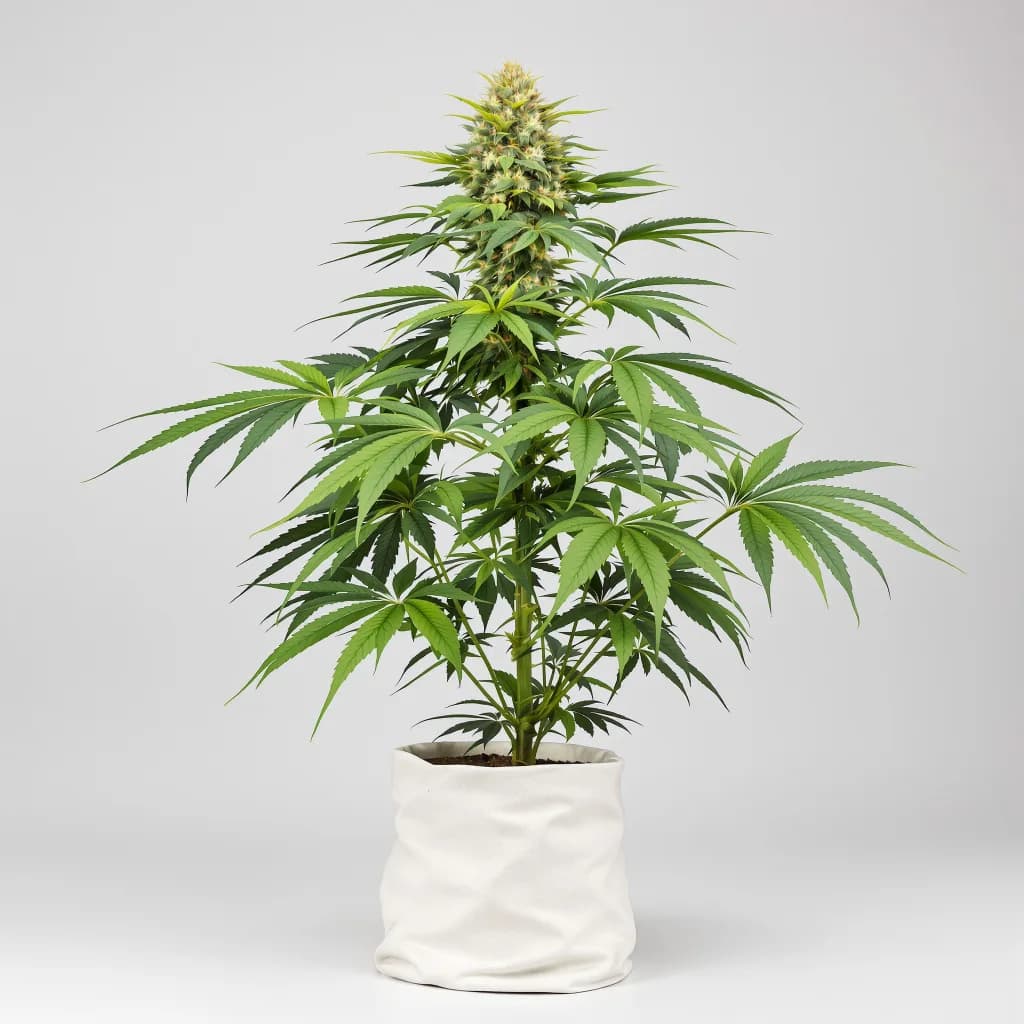 Fat Purple cannabis seeds packaging β Royal King Seeds the UK