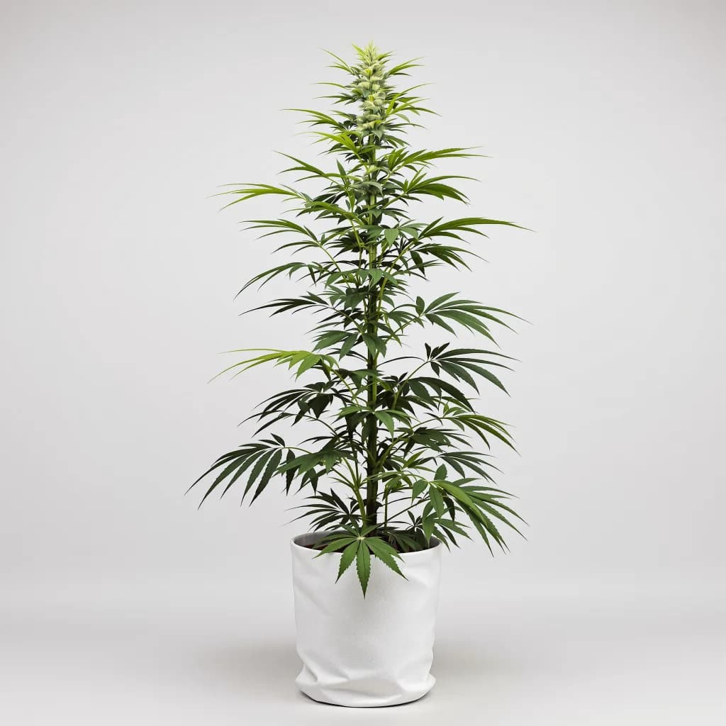Flying Princess feminised cannabis plant