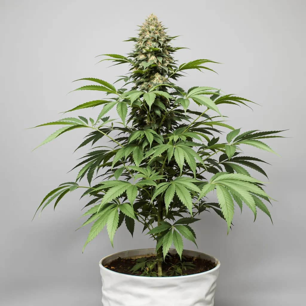 Fruity Widow feminised cannabis plant